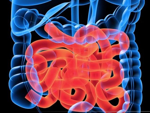 Parasiten im Dünndarm.