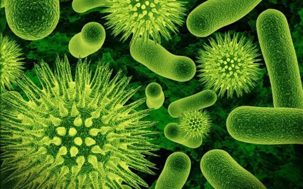 schädliche menschliche Parasiten
